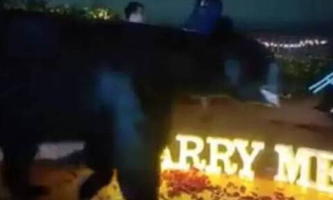 Αρκούδα διέκοψε πρόταση γάμου στο Μεξικό - Viral βίντεο