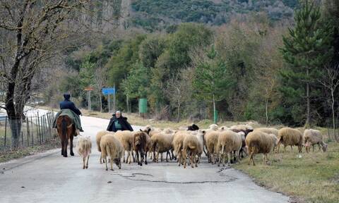 Λιπάσματα: Έρχεται επιδότηση σε 60 εκατ. ευρώ σε Έλληνες κτηνοτρόφους