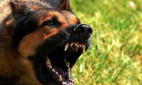 Ηράκλειο: Άγρια επίθεση από σκυλιά σε μητέρα και κόρη