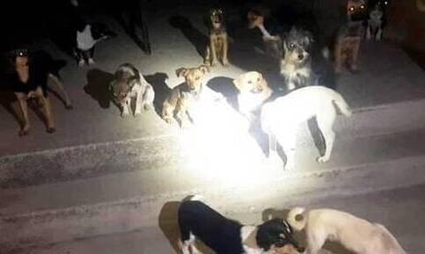 Χανιά: Ανεξέλεγκτα σκυλιά σε χωριό στην Κίσαμο - Όρμησαν σε περιπολικό