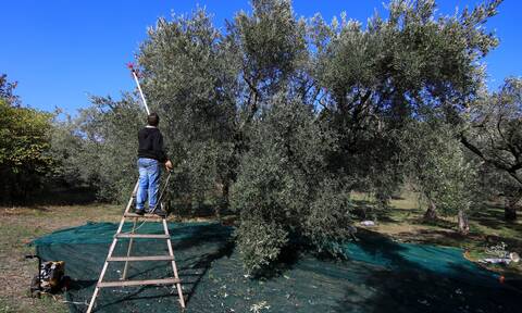 Ρεπορτάζ Newsbomb.gr: Σε αδιέξοδο ο αγροτικός κόσμος από την έλλειψη εργατών γης