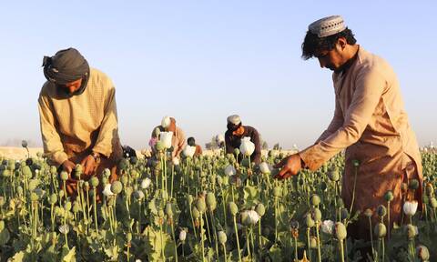 Αφγανιστάν: Οι Ταλιμπάν επέστρεψαν… μαζί με τις παπαρούνες