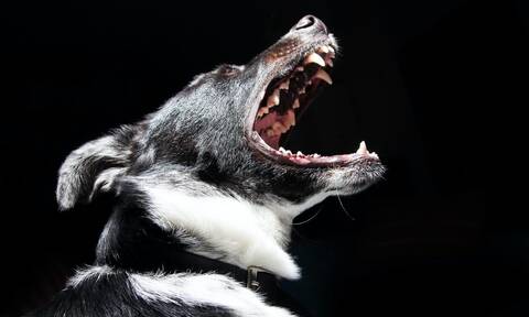 Λαμία: Επίθεση σκύλου κατά αστυνομικού σε έφοδο για ναρκωτικά