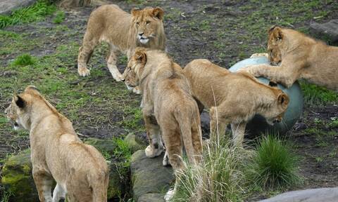 Συναγερμός στην Αυστραλία: 5 λιοντάρια το «έσκασαν» από ζωολογικό κήπο