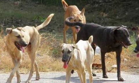 Εύβοια: Αδέσποτα σκυλιά έσερναν νεαρό για δεκάδες μέτρα