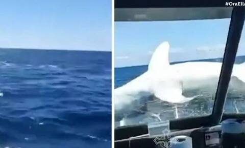 Νέα Ζηλανδία: Τεράστιος καρχαρίας «προσγειώνεται» σε αλιευτικό σκάφος