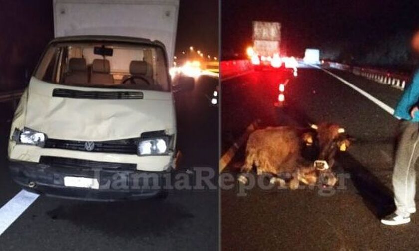Λαμία: Τροχαίο με αγελάδα στην εθνική οδό