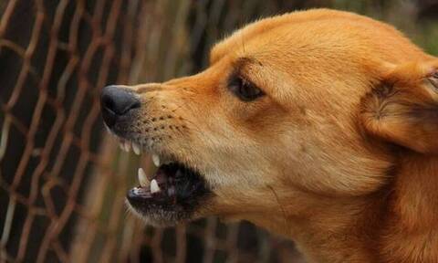 Χαλάνδρι: Σκύλος επιτέθηκε σε γυναίκα ενώ έκανε τζόκινγκ