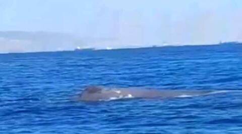 Βίντεο στα κοινωνικά δίκτυα με... φάλαινα στον Σαρωνικό!