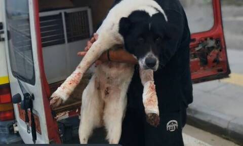 Κτηνωδία στην Πάτρα: Έσερνε τον σκύλο με το αυτοκίνητο για 1,5 χλμ