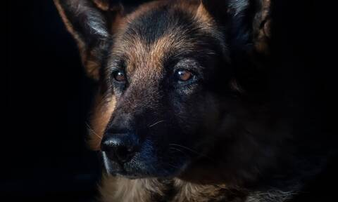 Δραπετσώνα: Συνελήφθη η ιδιοκτήτρια του σκύλου που κατασπάραξε κανίς