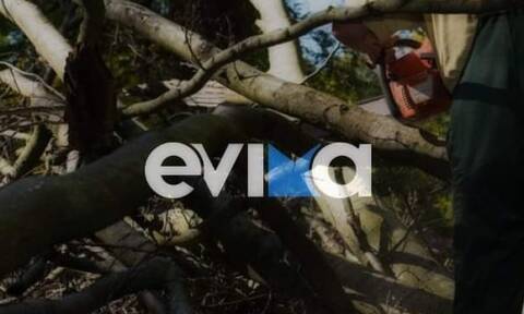 Τραγωδία στην Εύβοια: Νεκρός ο δασεργάτης που καταπλακώθηκε από πεύκο