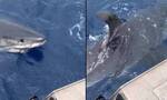Αυστραλία: Τεράστιος λευκός καρχαρίας έρχεται τετ α τετ με ψαράδες