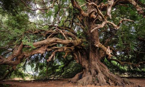 Εντοπίστηκε ελαιόδεντρο ηλικίας άνω των 2.000 ετών - Βρίσκεται σε νησί