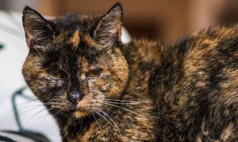 Γνωρίστε την «υπεραιωνόβια» Φλόσι, τη γηραιότερη γάτα στον κόσμο