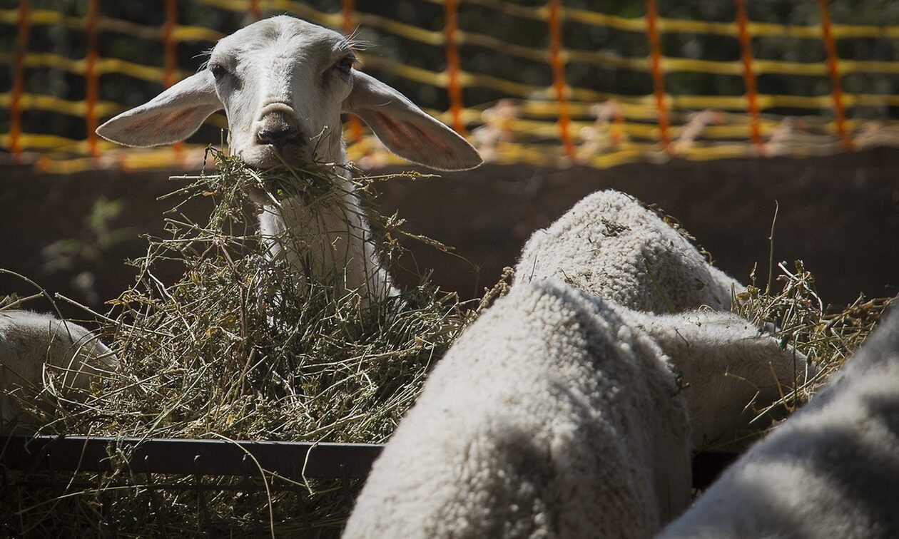 Κτηνοτρόφοι: Παρατείνεται η προθεσμία για τις ζωοτροφές