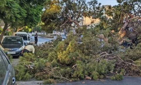 Κρήτη: Του φώναζαν ότι πέφτει το δέντρο - Δεν τους άκουγε λόγω κράνους