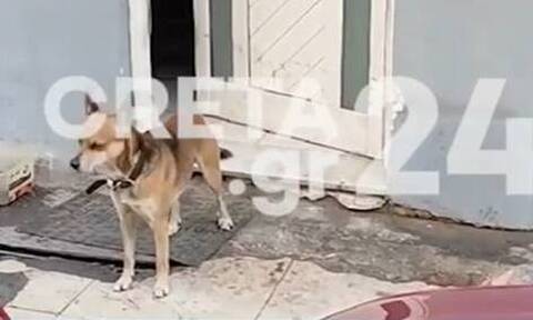 Συγκίνηση στα Χανιά: Σκύλος - «χάτσικο» περιμένει το νεκρό αφεντικό του έξω από το σπίτι