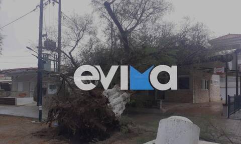 Εύβοια: Πολλά προβλήματα από την κακοκαιρία – Έπεσε δέντρο σε μαγαζί
