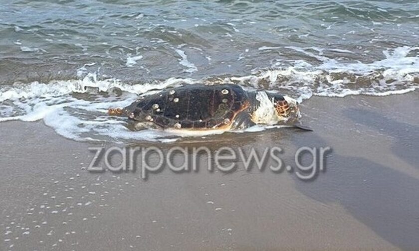 Χανιά: Τεράστια χελώνα ξεβράστηκε στην παραλία των Αγίων Αποστόλων