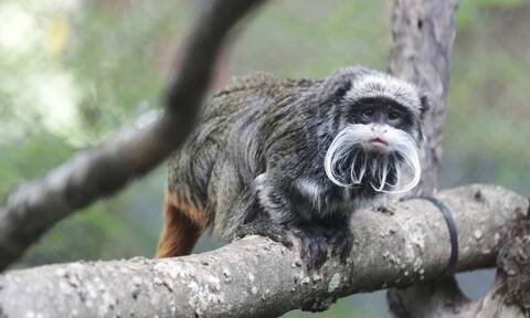 ΗΠΑ: Συναγερμός στον ζωολογικό κήπο του Ντάλας - Εξαφανίστηκαν δύο σπάνιοι πίθηκοι