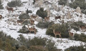 Φωτορεπορτάζ Newsbomb.gr: Τα πρώτα χιόνια έπεσαν στην Αττική - Στα λευκά η Πάρνηθα
