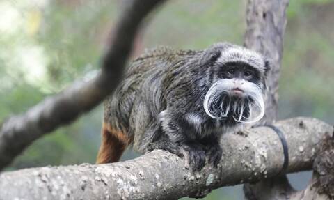 ΗΠΑ - Ντάλας: Βρέθηκαν ζωντανοί οι δύο σπάνιοι πίθηκοι που είχαν εξαφανιστεί από ζωολογικό κήπο