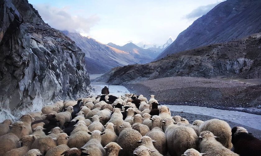 Κατεβαίνουν κτηνοτρόφοι από τα Ανώγεια για διαμαρτυρία στον Άγιο Μηνά - Χάνουν τα βοσκοτόπια τους