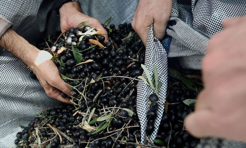 Κρήτη: Μάζευε τις ελιές από ξένα χωράφια - Είχε στήσει επιχείρηση
