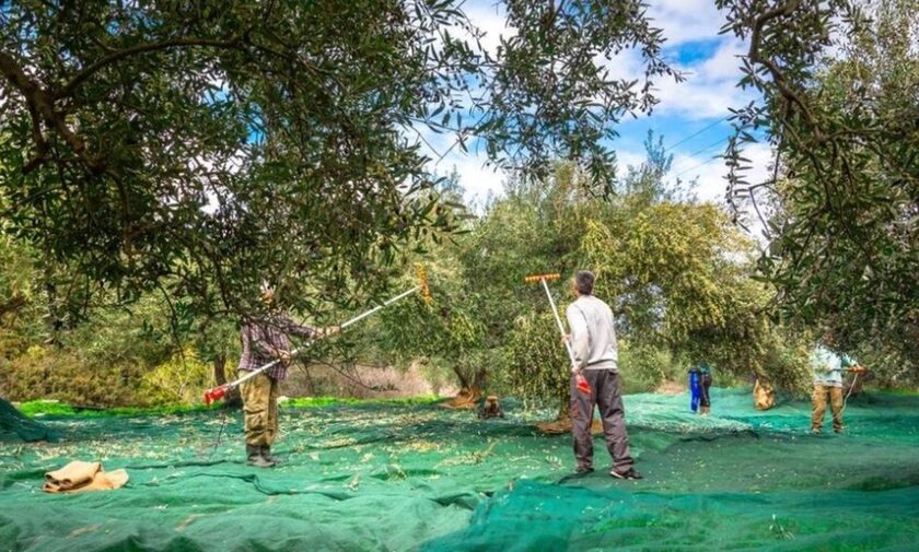 Κρήτη: Μάζευε ελιές από ξένα χωράφια και τις πουλούσε – Έβγαλε πάνω από 27.000 ευρώ μέσα σε 2 μήνες