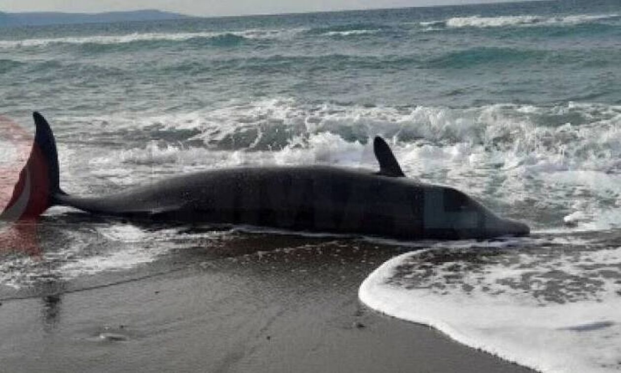 Κύπρος: Νεκρές φάλαινες ξεβράστηκαν στις ακτές - Πιθανή η σύνδεση με τους σεισμούς στην Τουρκία