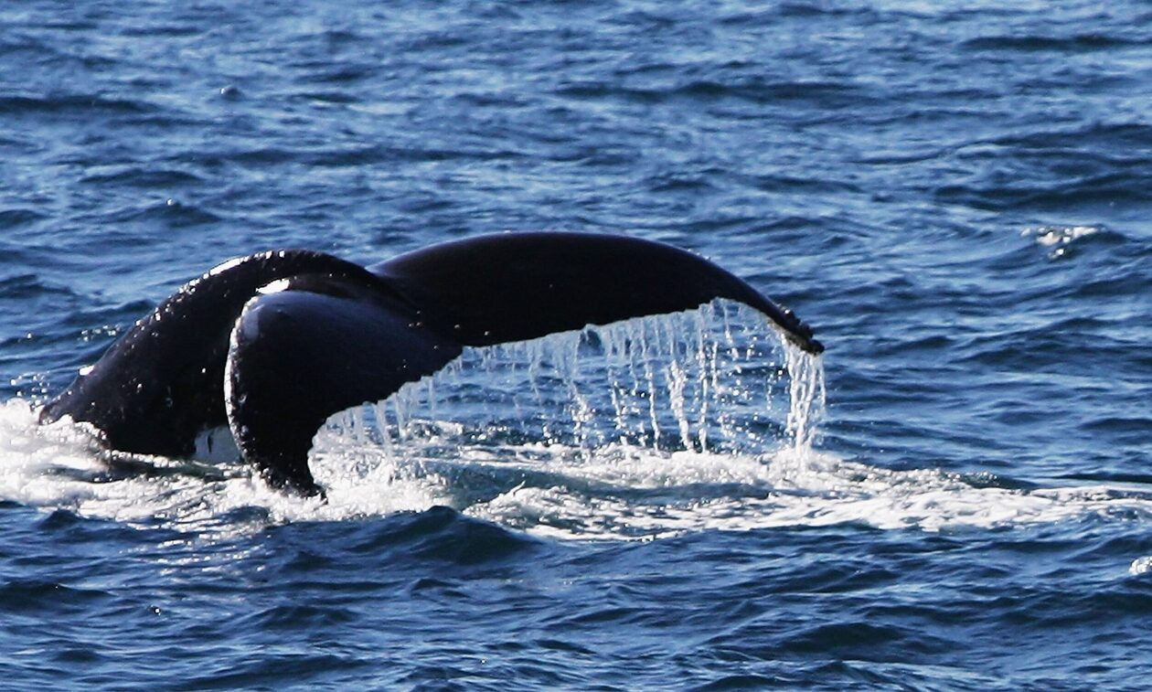 Γαλλία: Εθελοντές και επιστήμονες έσωσαν μια μεγάπτερη φάλαινα που είχε παγιδευτεί σε ποταμό