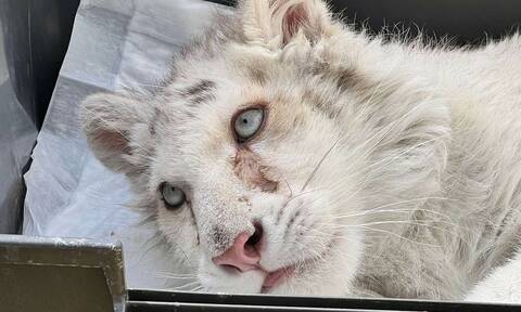Πιθανή η επιλογή της ευθανασίας για τη λευκή τίγρη που βρέθηκε στο Αττικό Ζωολογικό Πάρκο