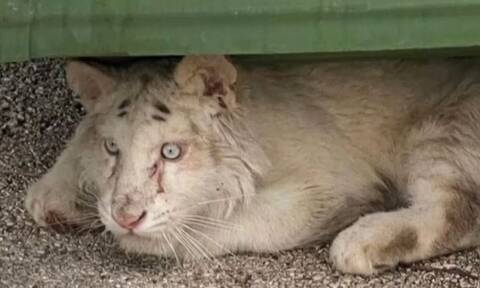 Κέντρο διάσωσης ζώων από την Αφρική θέλει να φιλοξενήσει το τιγράκι που βρέθηκε στο Αττικό Πάρκο