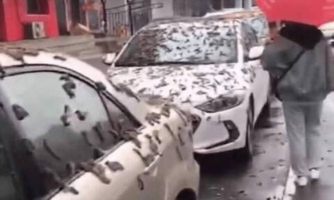 Κίνα: «Βροχή σκουληκιών» στο Πεκίνο – Το βίντεο που έγινε viral