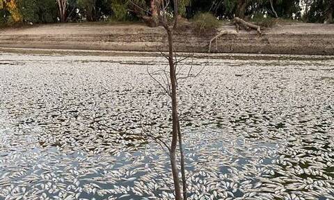 Τρόμος στην Aυστραλία: Εκατομμύρια νεκρά ψάρια σε ποτάμι - «Το σκηνικό είναι σουρρεαλιστικό»