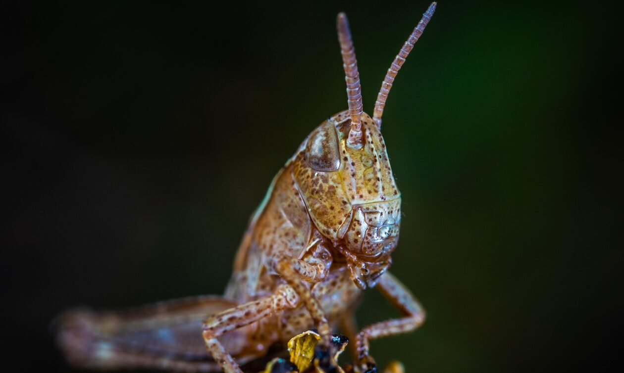 Τέσσερα πλέον τα έντομα που τρώμε με «σφραγίδα» της Κομισιόν