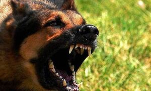 Καμένα Βούρλα: Αδέσποτα σκυλιά επιτέθηκαν και σκότωσαν δεσποζόμενο σκύλο - Φοβούνται οι κάτοικοι