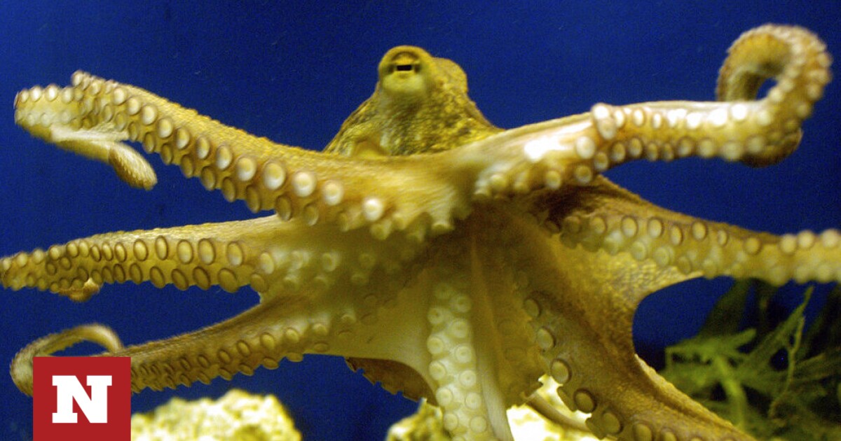 Spain: Fuss over the world’s first octopus farm – ‘They will be tortured to death’ – Newsbomb – News