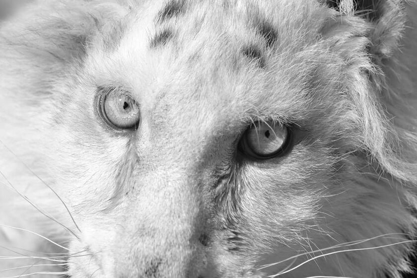Έγινε ευθανασία στο λευκό τιγράκι - Η ανακοίνωση του Αττικού Ζωολογικού Πάρκου
