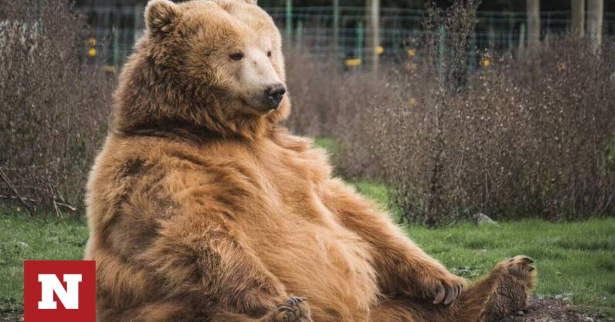 Italia: si valuta il trasferimento dell’orso trentino dopo l’attacco fatale a 26 anni – Newsbomb – News