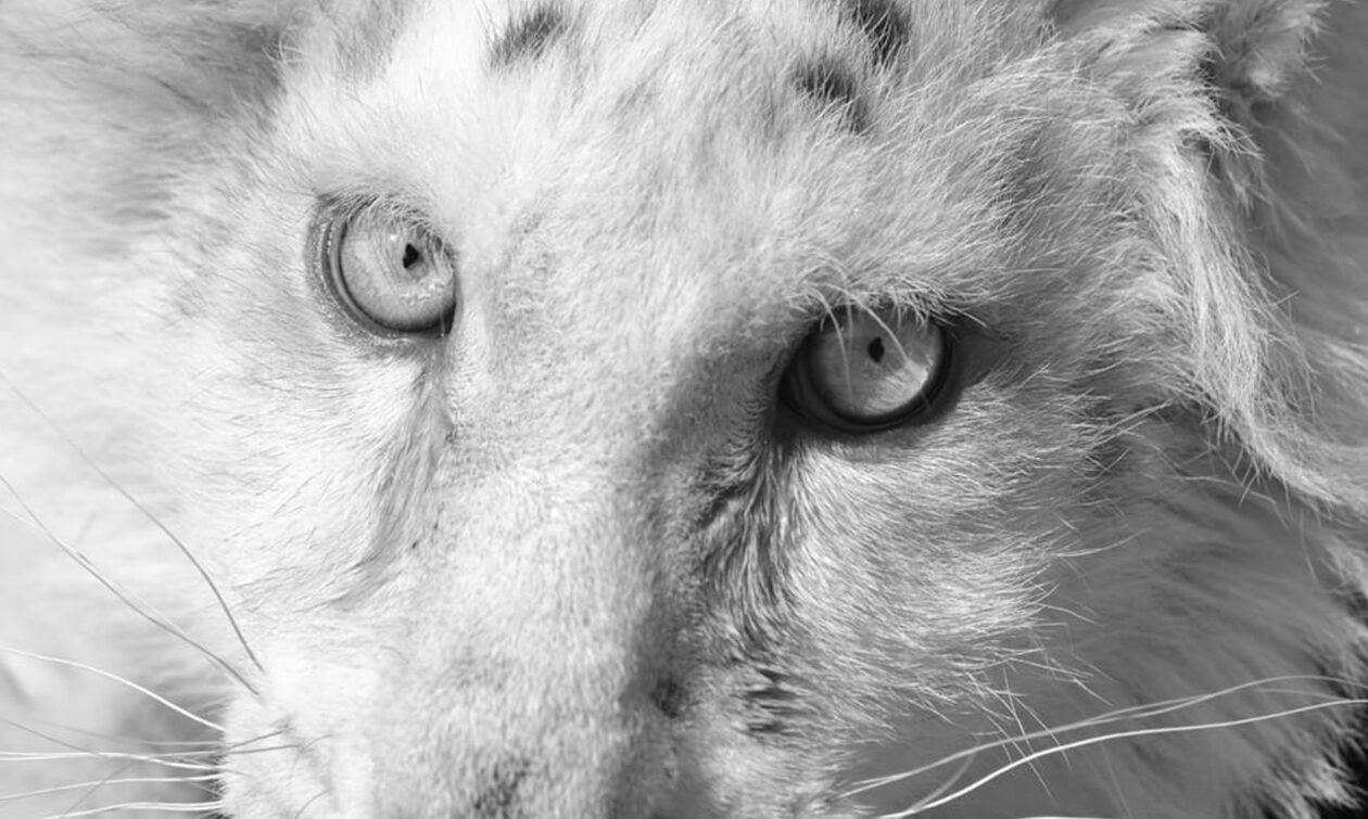 Το λευκό τιγράκι που μας συγκίνησε: Ο μονόδρομος της ευθανασίας και πώς η «θυσία» δεν θα πάει χαμένη