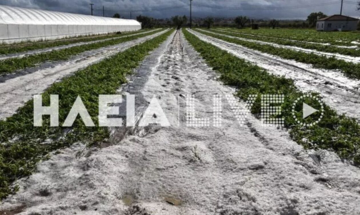 Σφοδρή χαλαζόπτωση στην Ηλεία - Καταστράφηκαν καλλιέργειες - Σε απόγνωση οι αγρότες