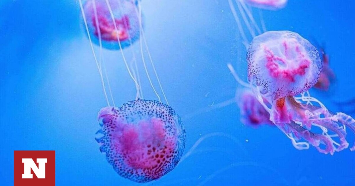 Purple jellyfish: they reappear in Greek seas – what to watch out for – Newsbomb – News