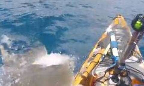 Χαβάη: Βίντεο από τη στιγμή που καρχαρίας - τίγρης επιτέθηκε σε αλιευτικό