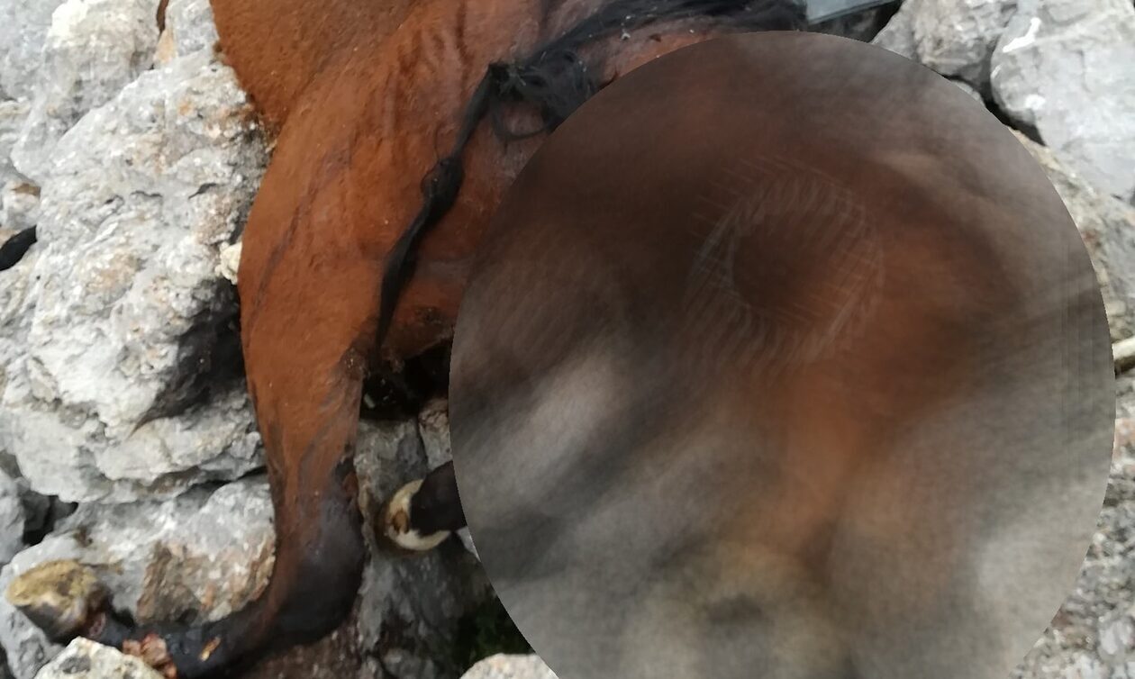Πάρνηθα: Σε εξέλιξη έρευνα για τα δυο νεκρά άλογα που βρέθηκαν σε χαράδρα