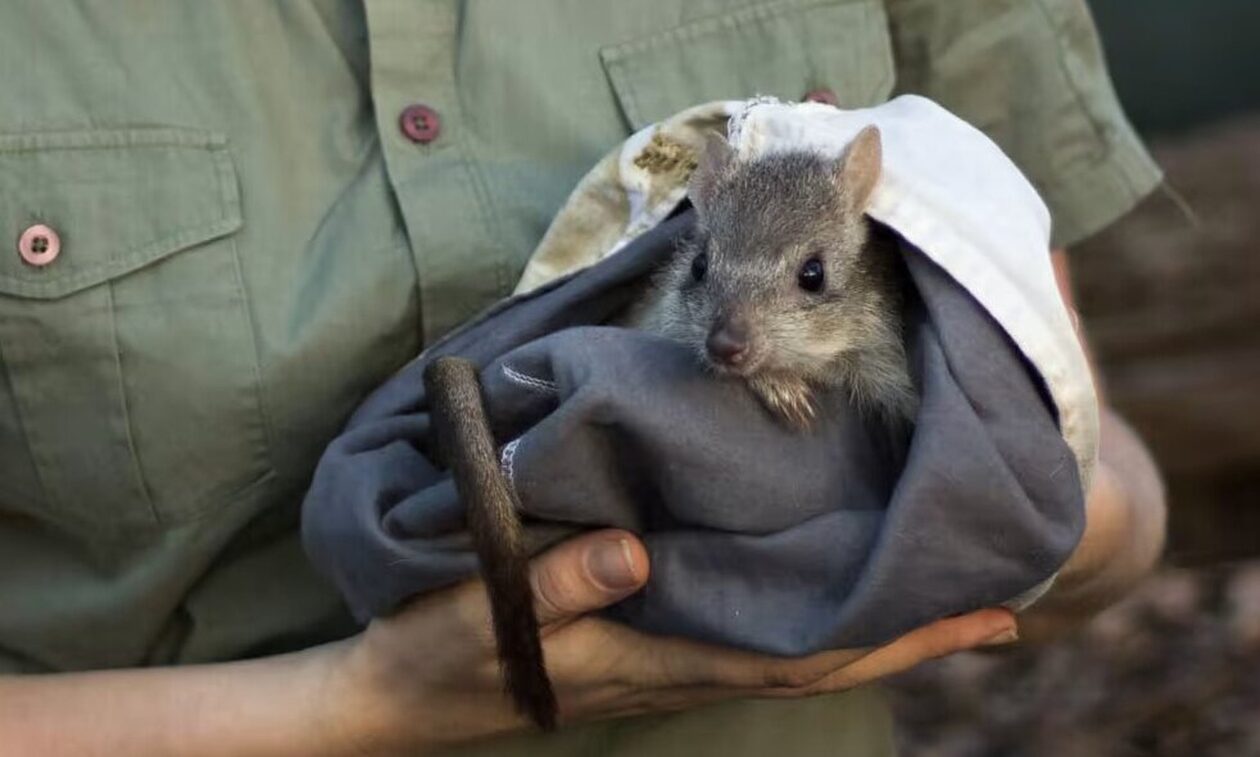 Αυστραλία: Τα καγκουρό «τσέπης» επιστρέφουν στον τόπο τους