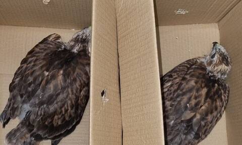 Κύπρος: Eξαρθρώθηκε κύκλωμα εμπορίας άγριων πτηνών