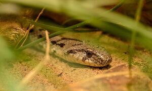 WWF Ελλάς: Από ποια φίδια κινδυνεύουμε και πόσο - Τι συμβαίνει με τις οχιές