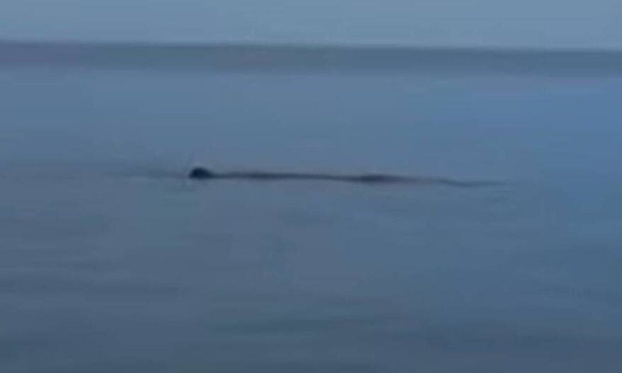 Τουρκία: Φάλαινα μήκους 10 μέτρων συνόδευε τουριστικό σκάφος στη Μαρμαρίδα